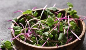 Market-Garden